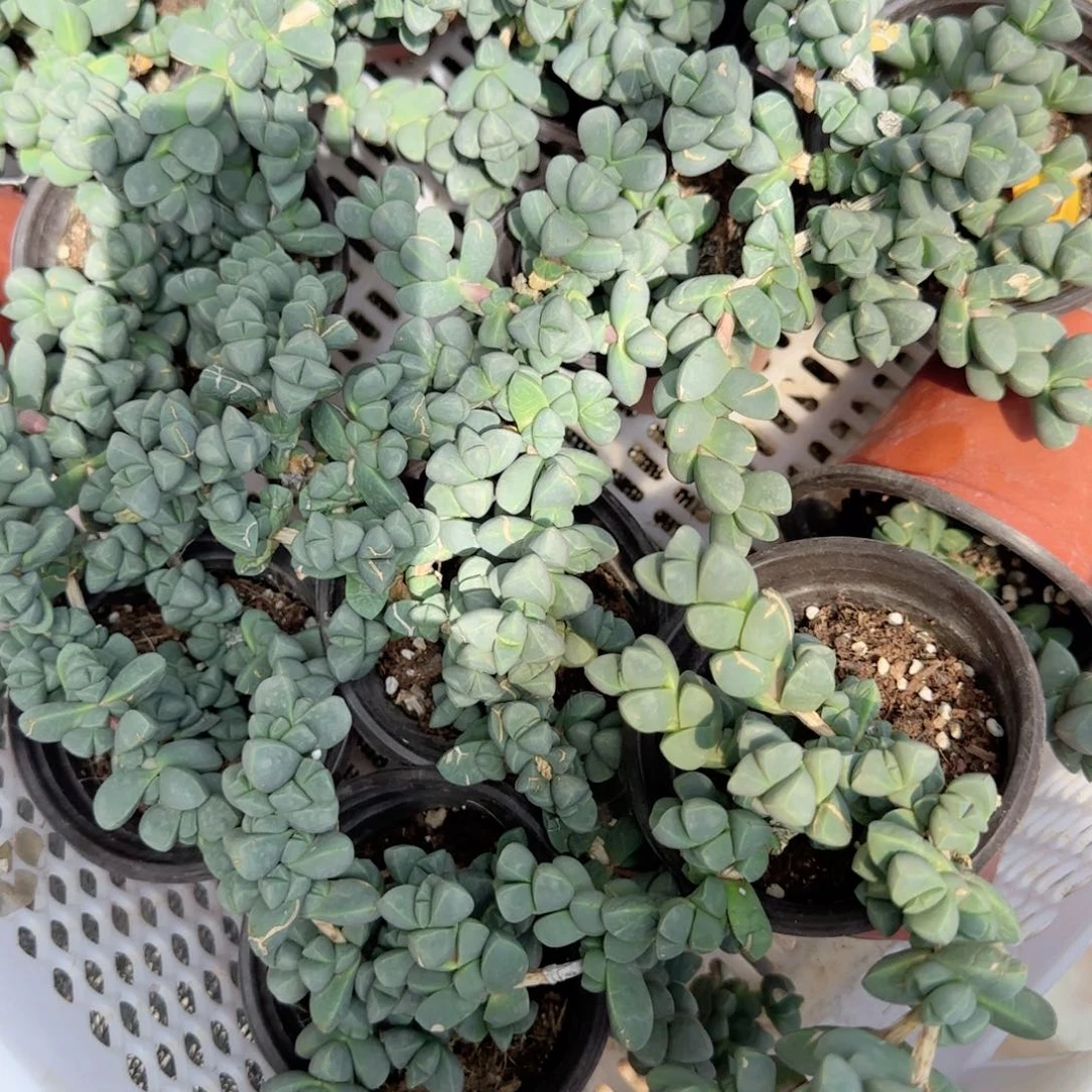 无花朵鹿角海棠90特价多肉