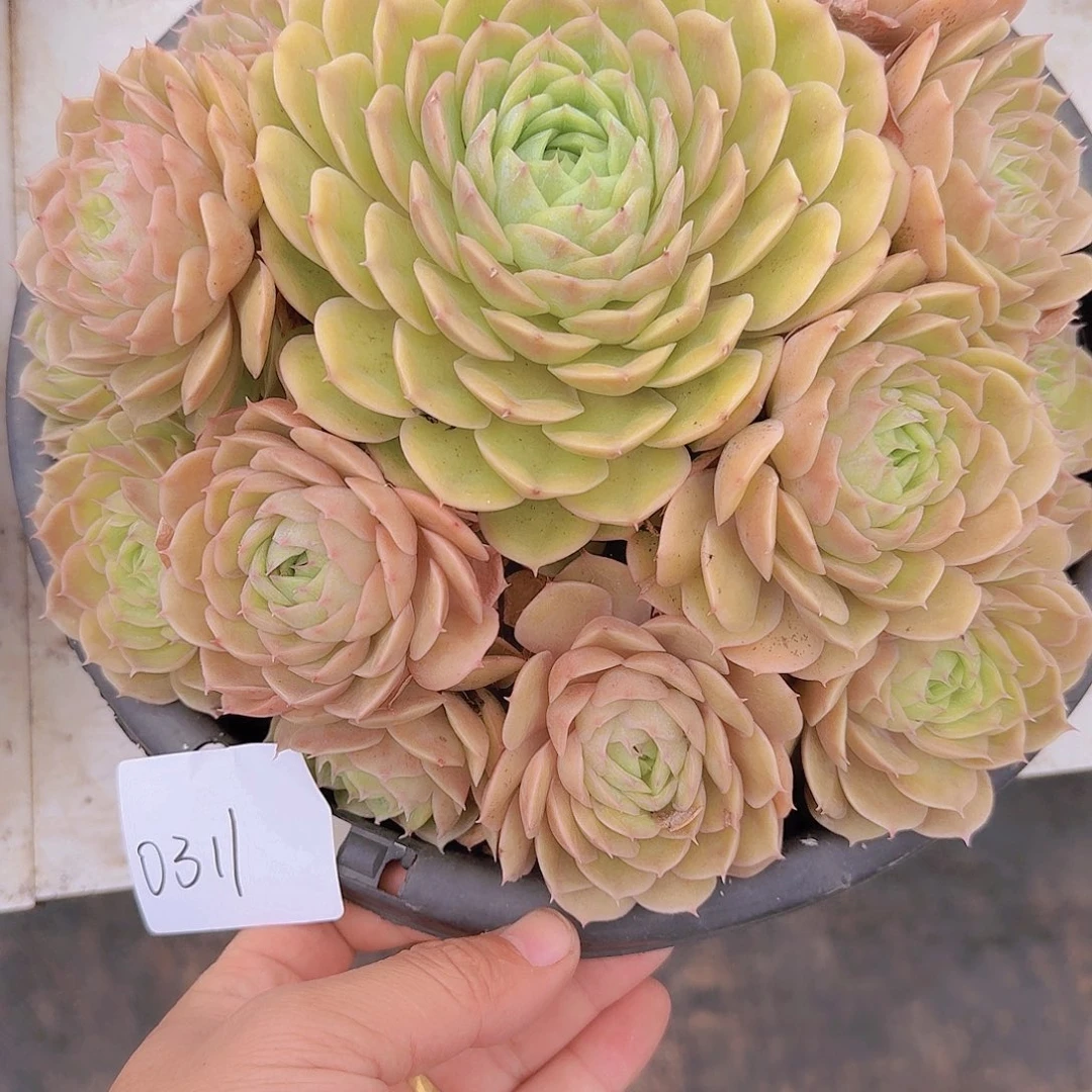 0311昂斯诺多肉植物