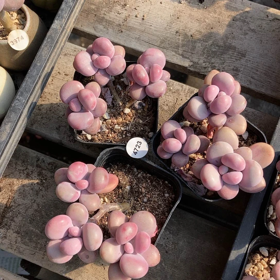 4723腮红腰子蛋带盆土