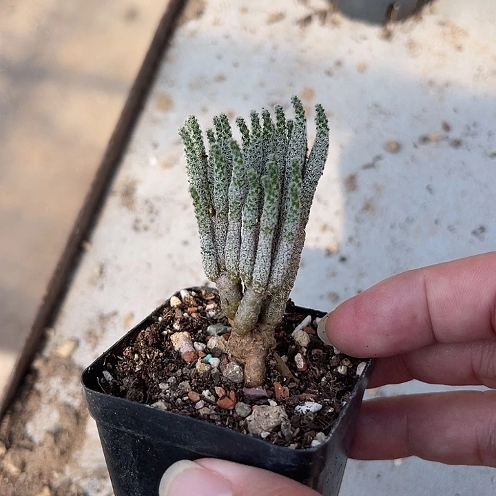 无花朵迷你牧师一物一拍