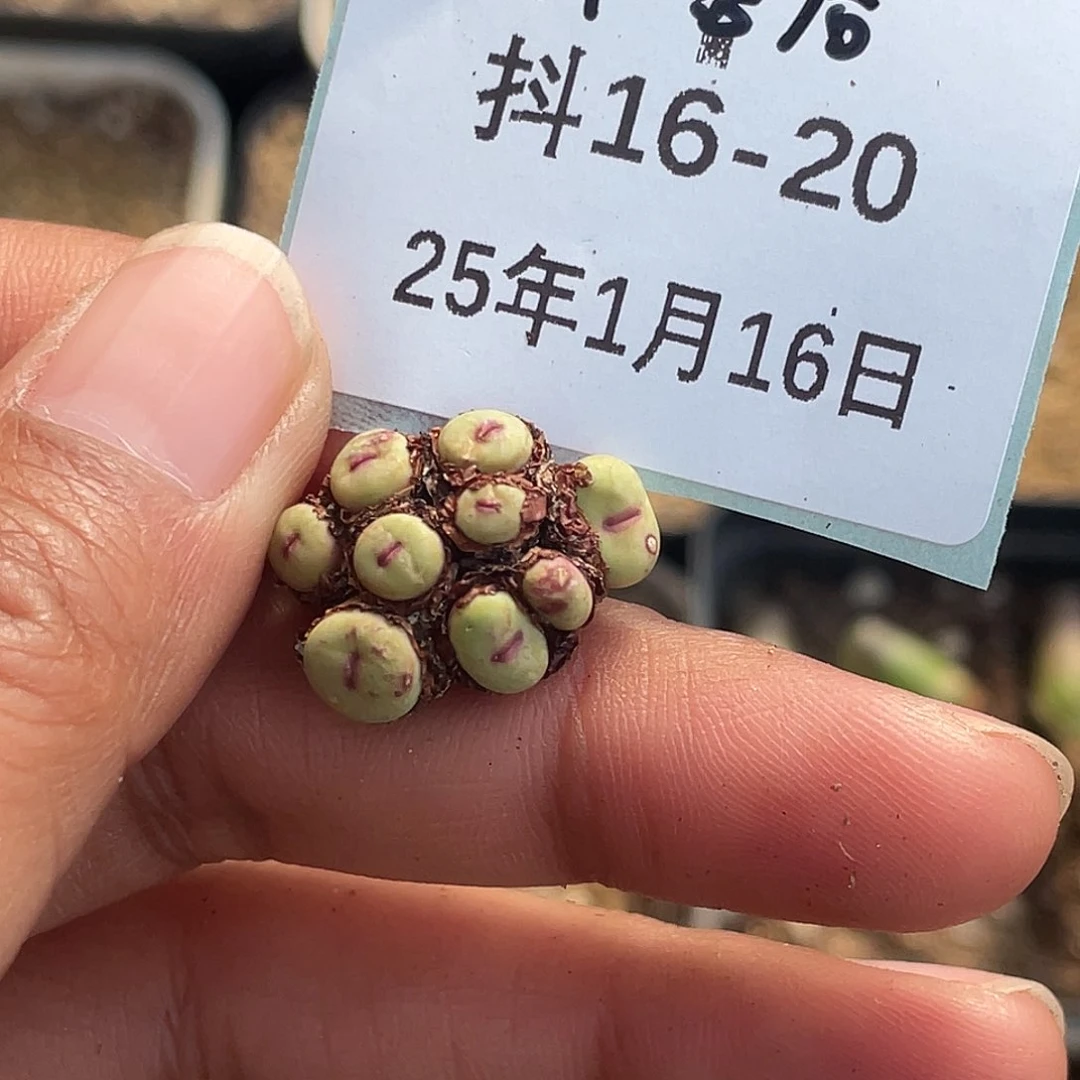 5**916-20肉锥多肉植物