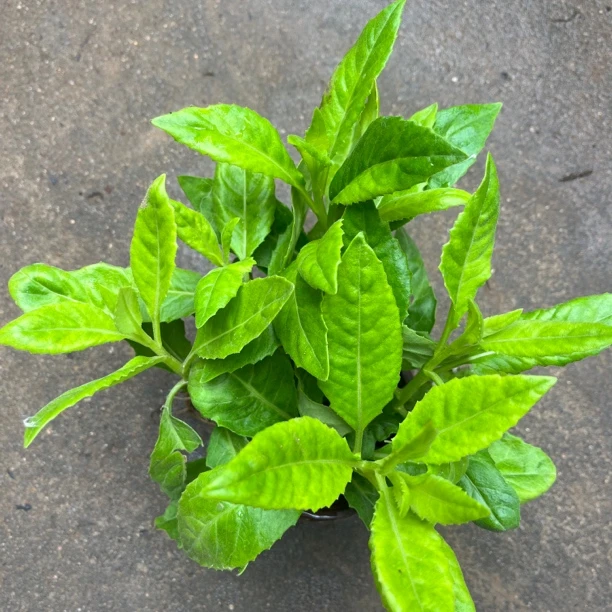 明月草苗盆栽种苗白背菜糖草神仙草苗食用白子菜金鸡毛草养生三高