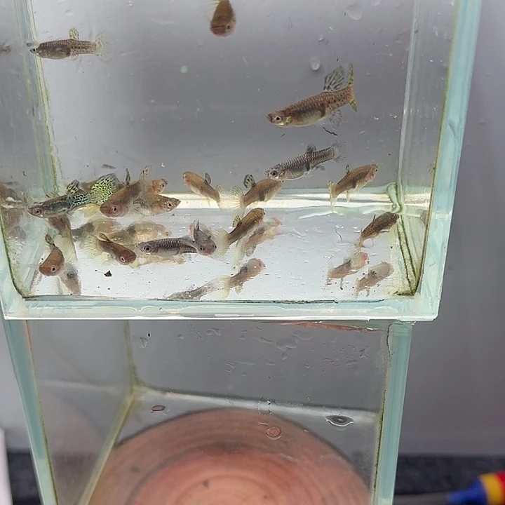 孔雀鱼蓝草苗10条【公母随机】