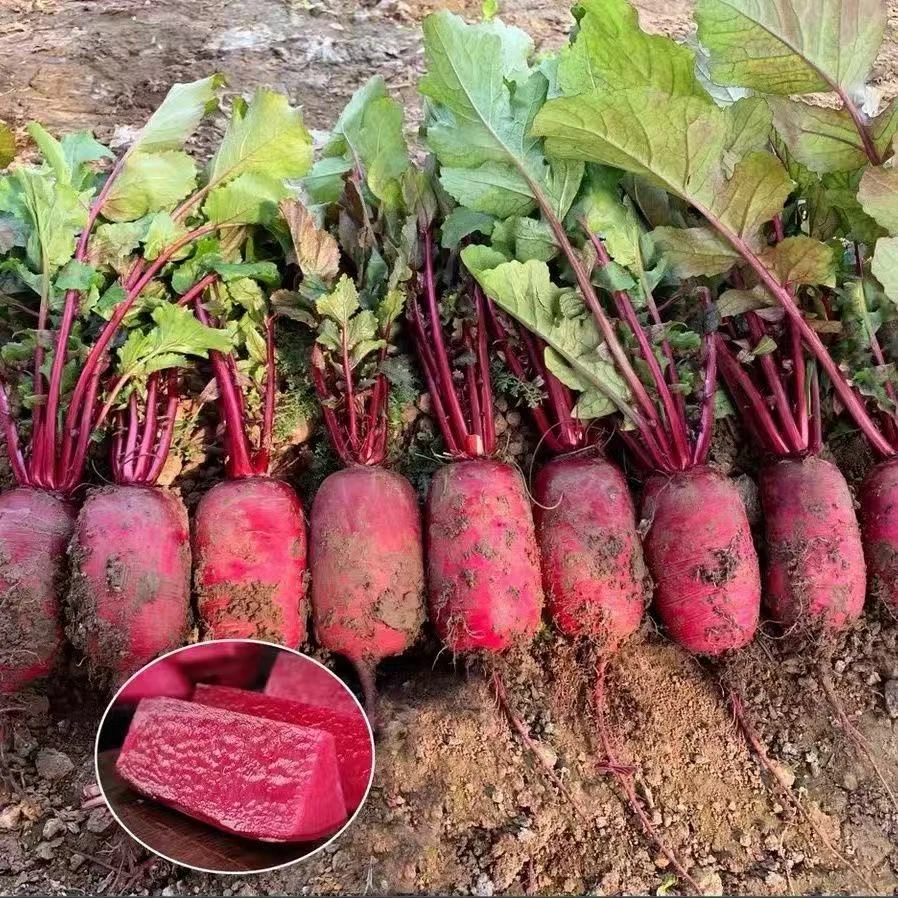 火龙果水果萝卜种子紫美人萝卜甜脆多汁秋季播种冬储萝卜