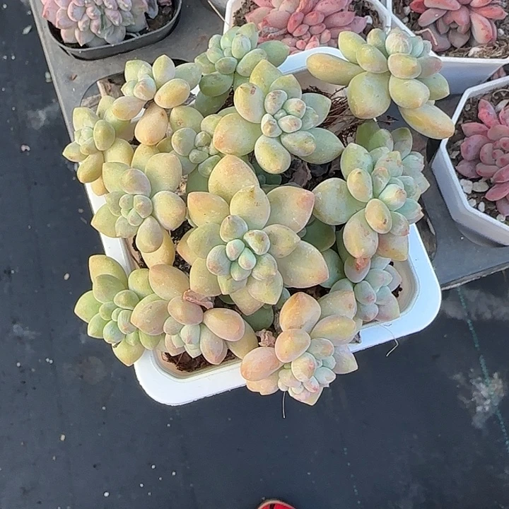青蛙王子儿童牙膏套装11