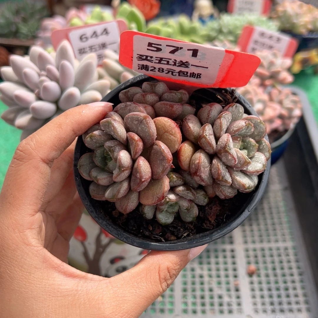 表妹精品多肉植物571.