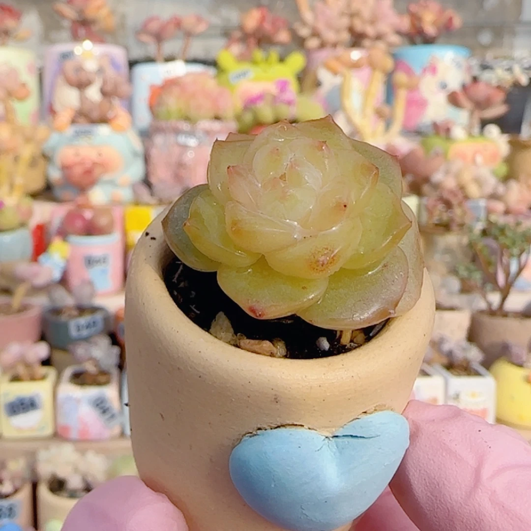 糖心     盆口3cm