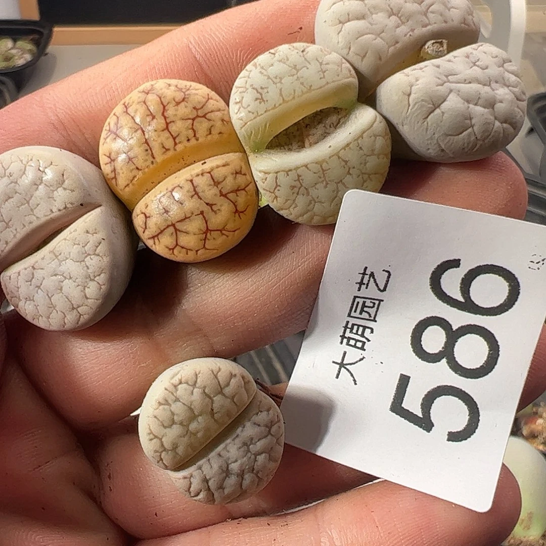 一物一拍。         586