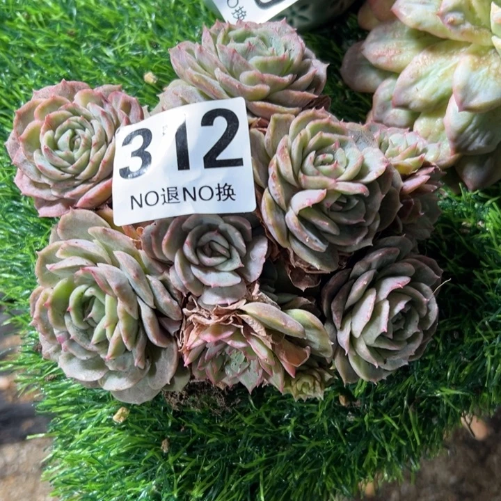 时***年312大群昂斯洛石化29.9