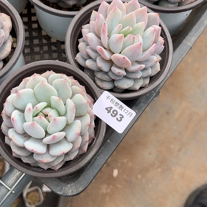 阿雅园艺。      493星星橙两颗