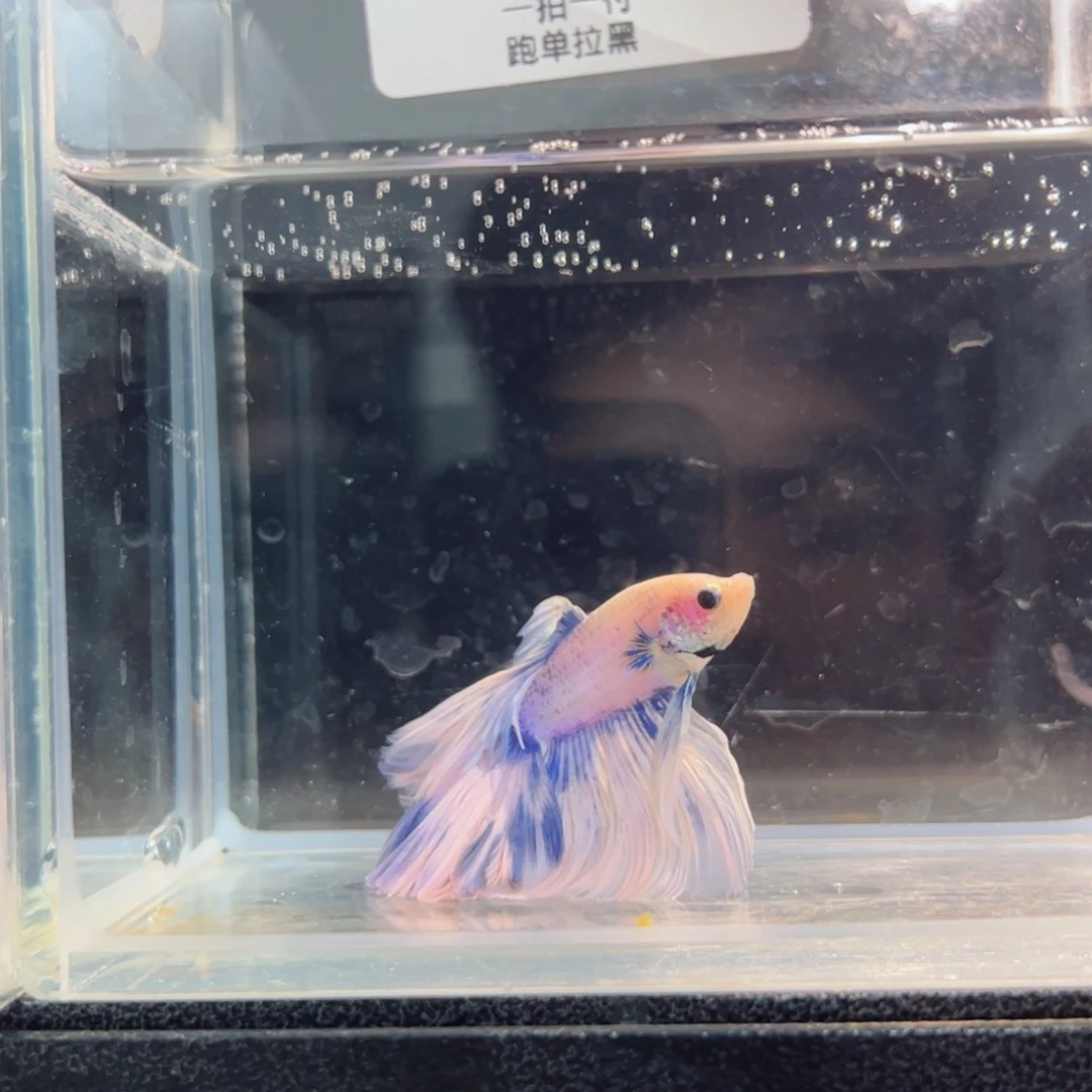 斗鱼浅色仙仙裙特殊尾