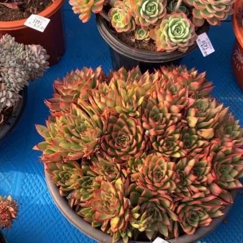 青*1468吉赛尔多肉