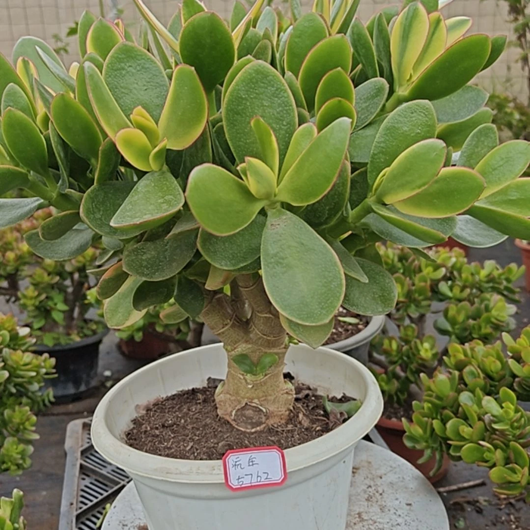 5年新花月锦带土球发货