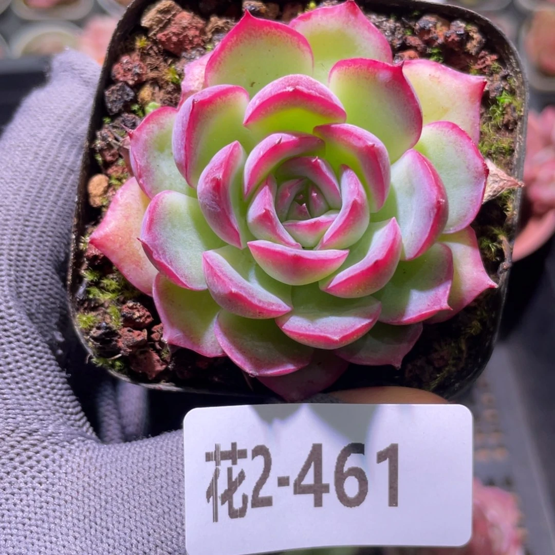 花利美2-461侧影