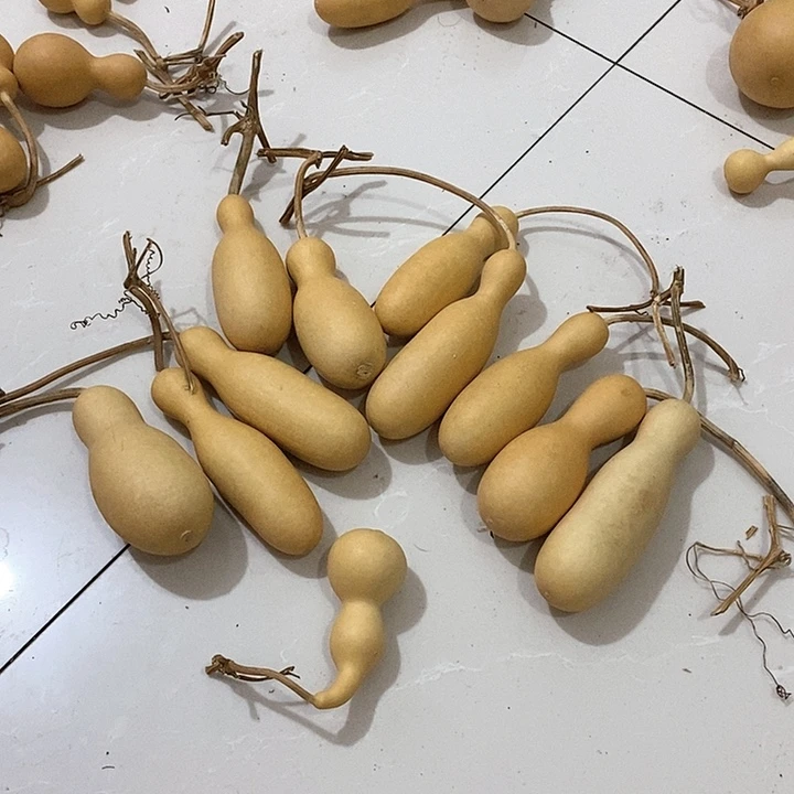 葫芦的颜色很漂亮