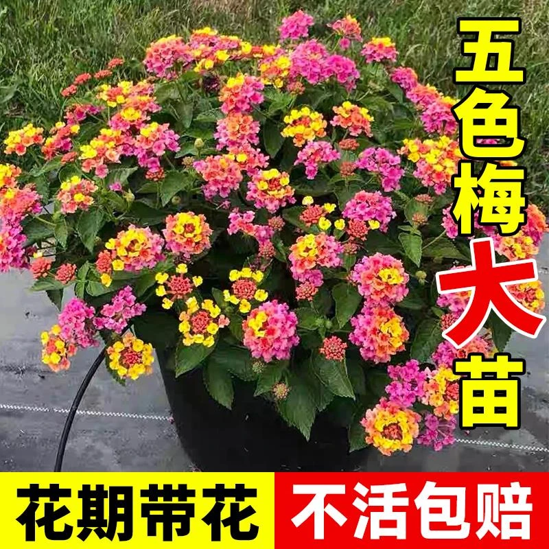 五色梅盆栽大苗带花苞马缨丹花卉室内阳台绿植四季开好养驱蚊植物