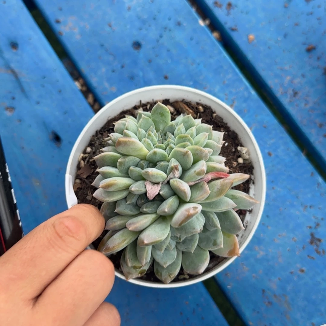 麦***辰大大方方发反反复复