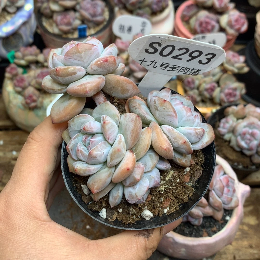 S0293 突尼斯四头福利