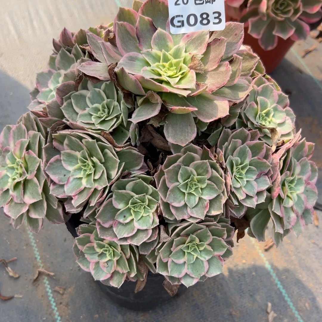 083水蜜桃，多肉法师