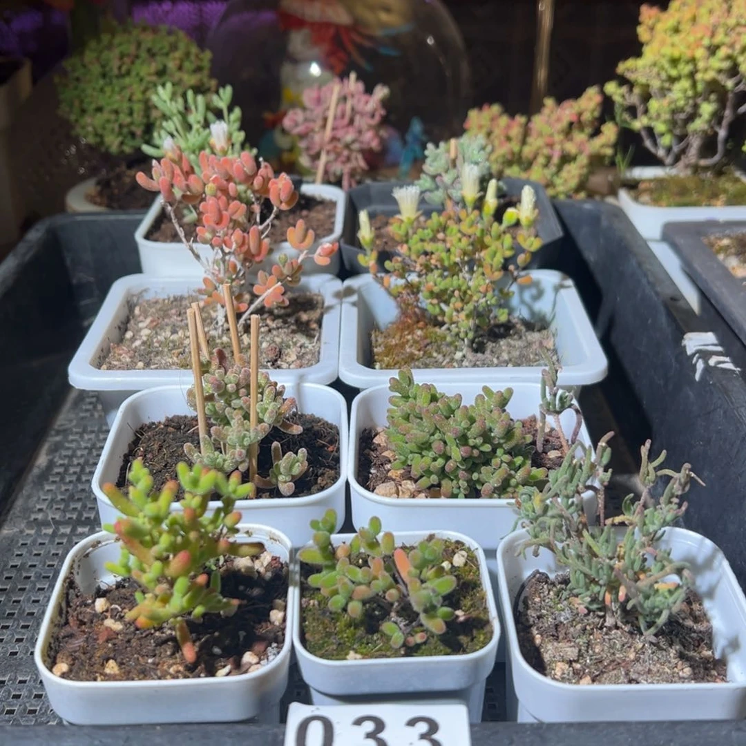 枝干番杏多肉植物033