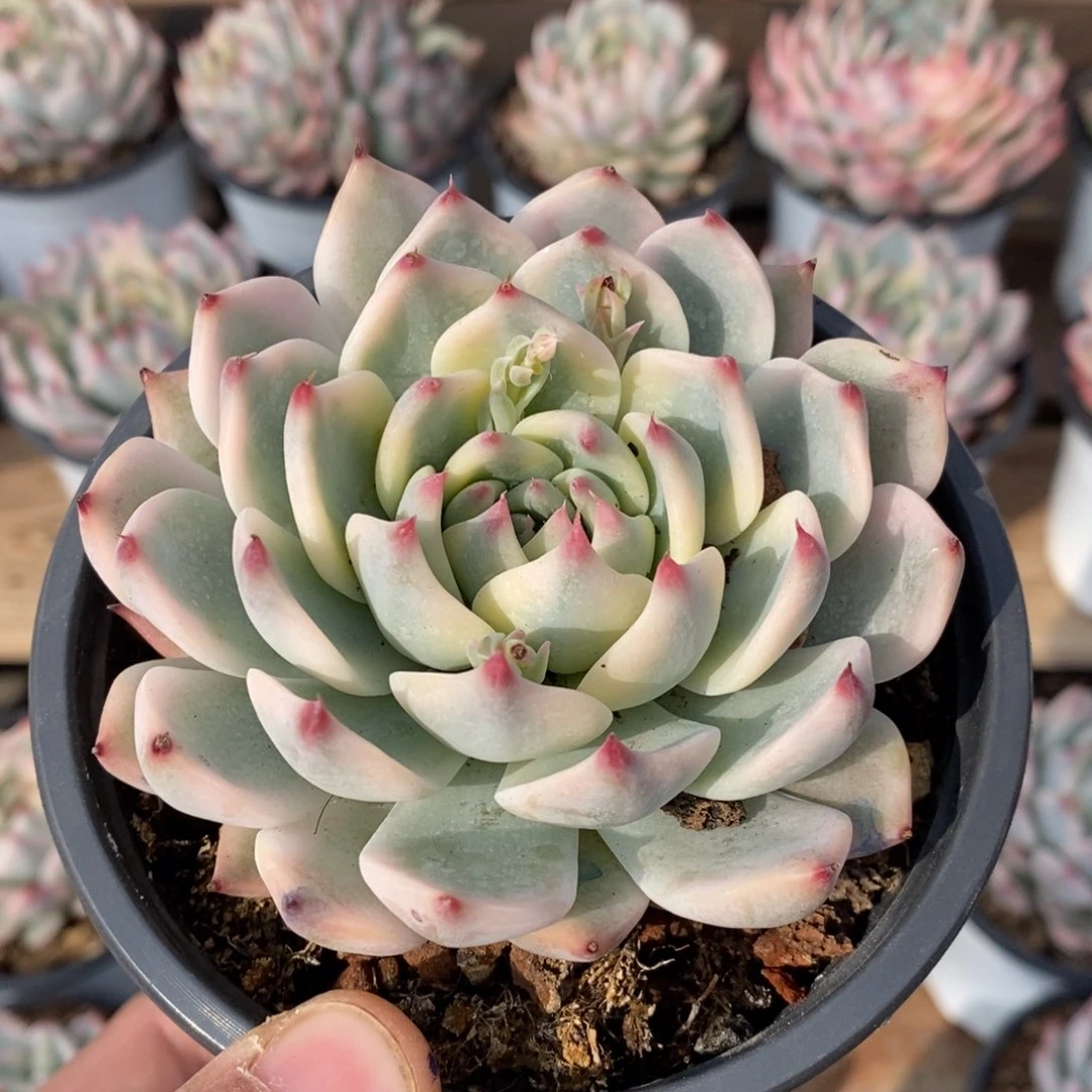 柏*吉娃娃锦多肉植物