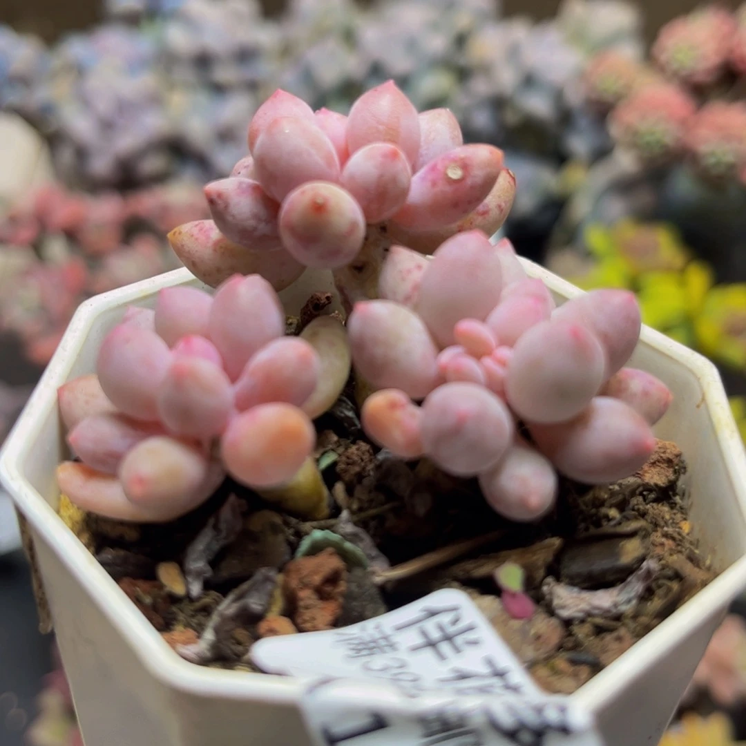 141手指奶5cm多肉