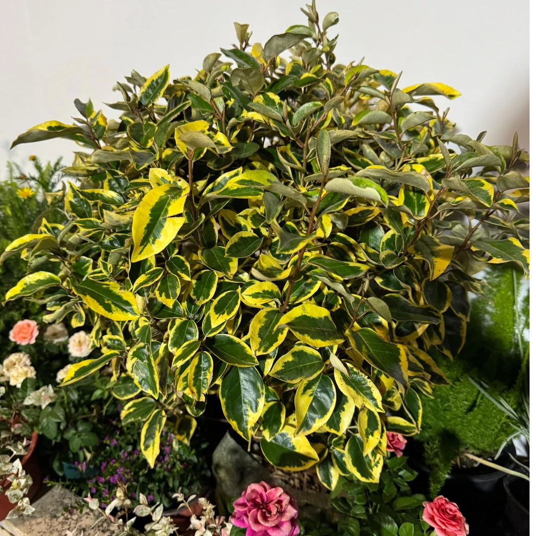 埃比胡颓子四季常青秋冬色彩艳丽耐寒耐热