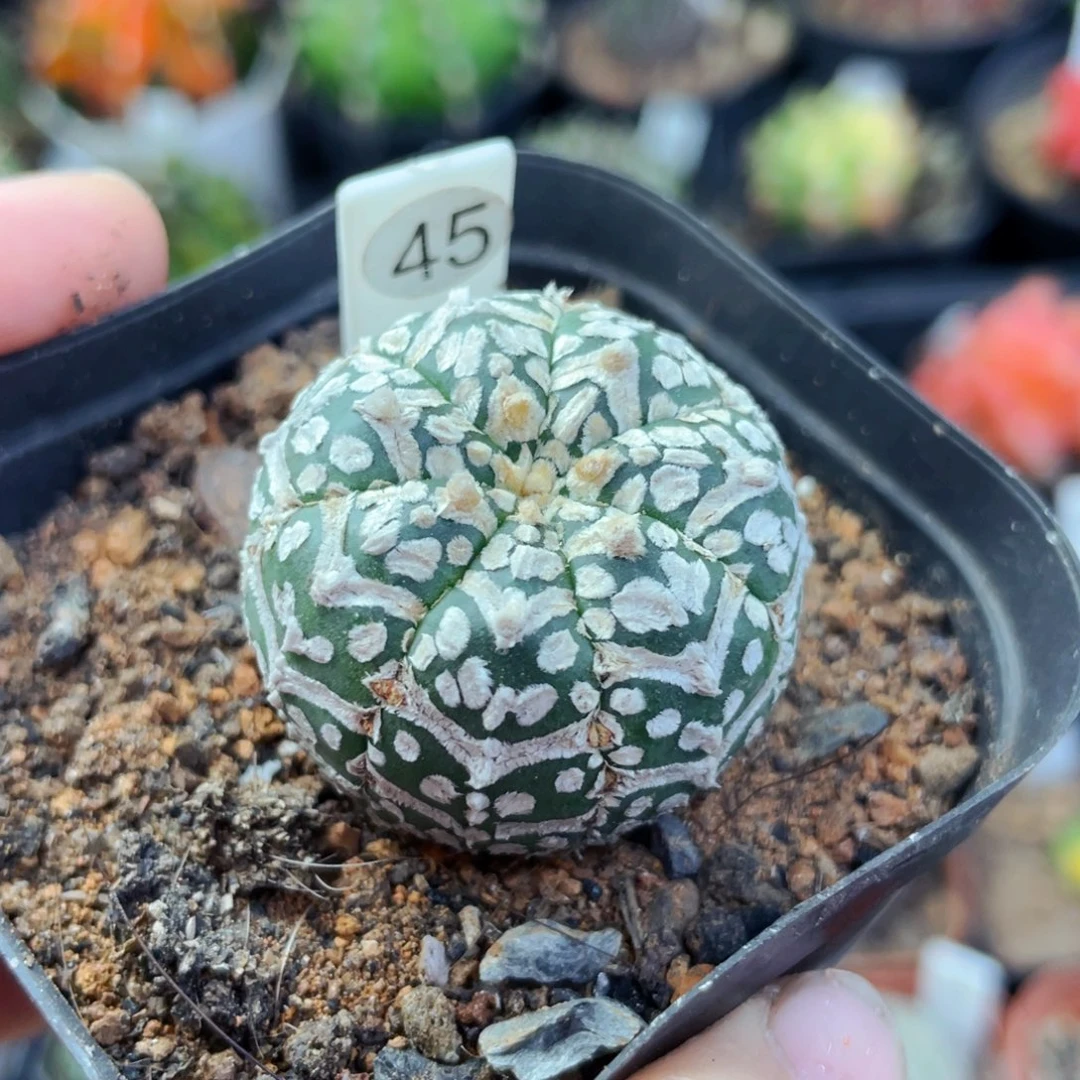 V兜盆5公分满25包邮裸根发货