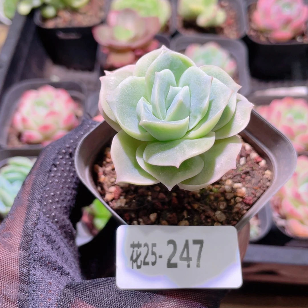 花利美25-247可爱玫瑰