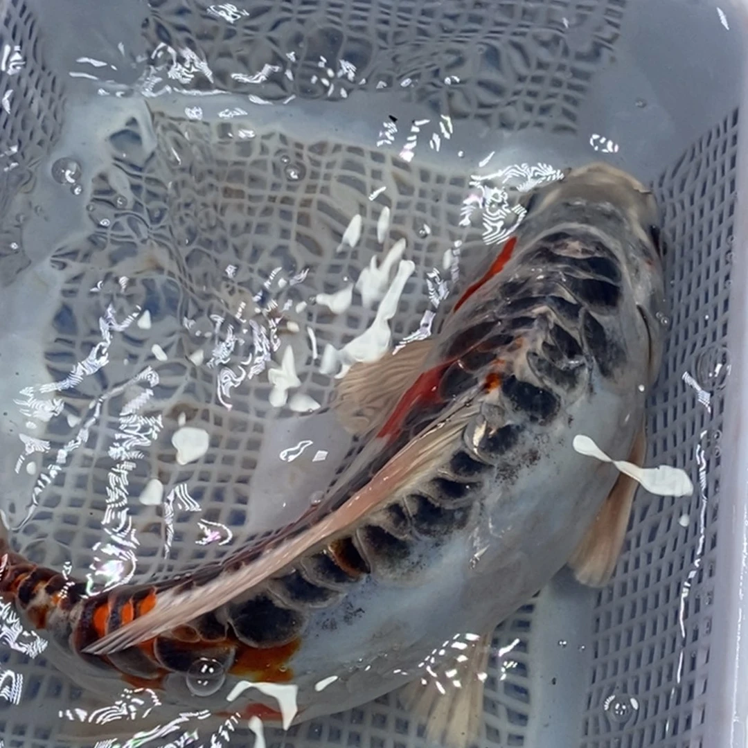 锦鲤锦鲤 开衩掉麟充血属于正常情况 介意别拍