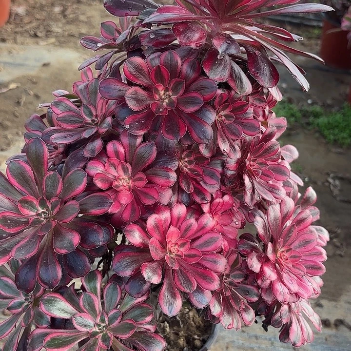 香奈儿多肉法师不包损60