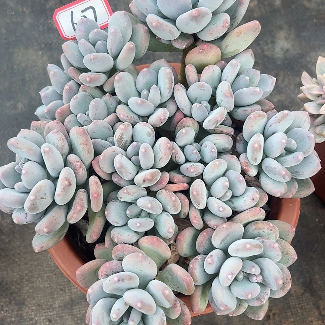 607咖啡美人，一物一拍