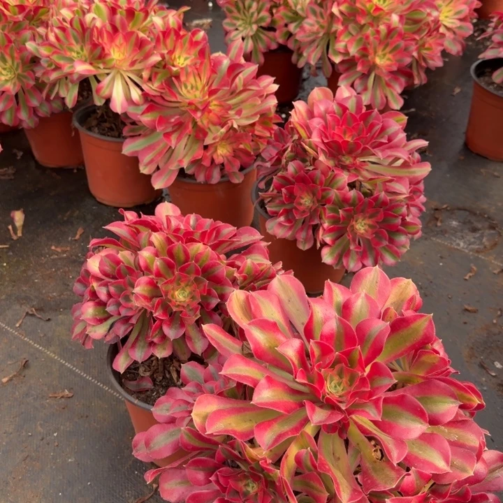 红女巫手捧花啊啊啊啊