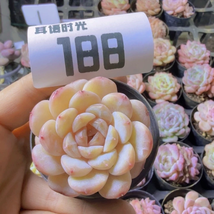 188.qqqqqqqqqqqqqq