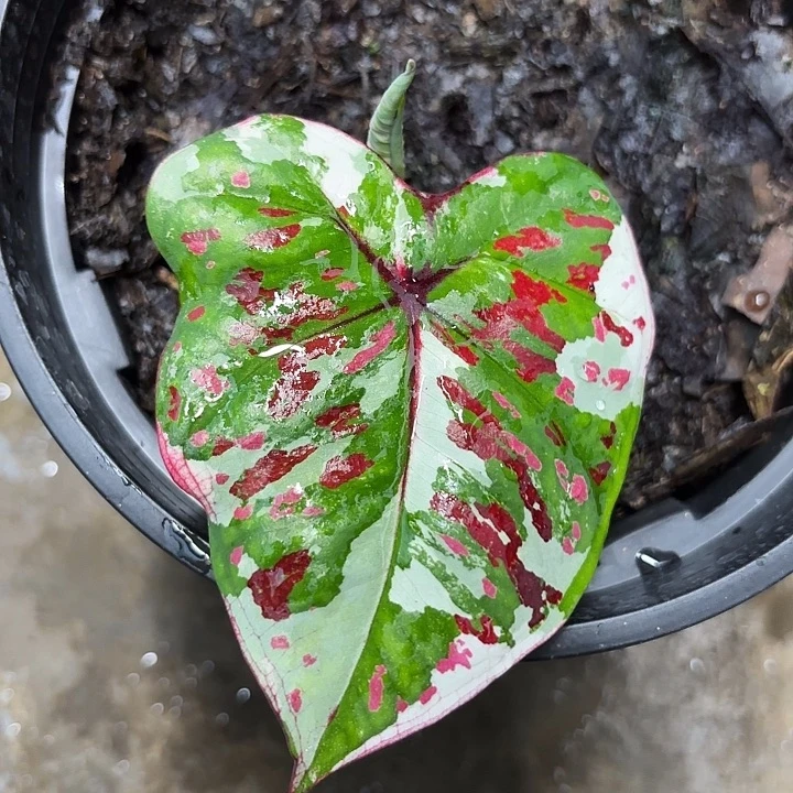 262-0602彩叶芋广东现货