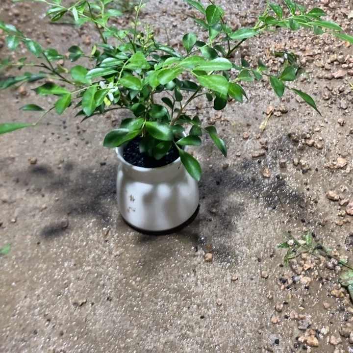 萤****无花朵退款拉黑拉121