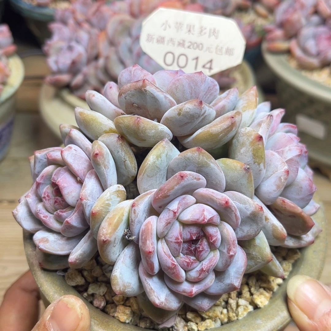 绿底紫心014/12cm4头