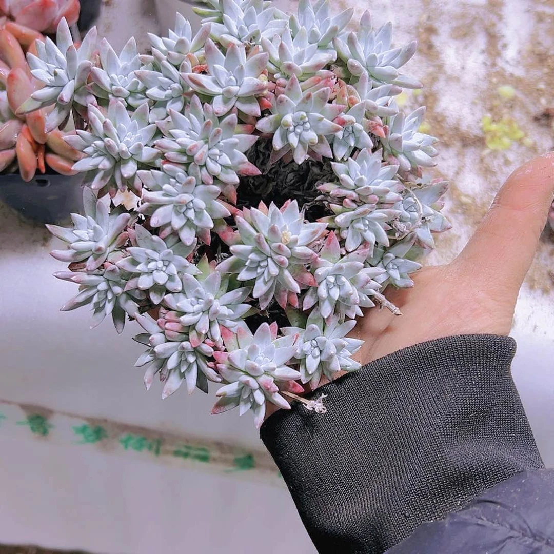 30到40头大白菊19包邮