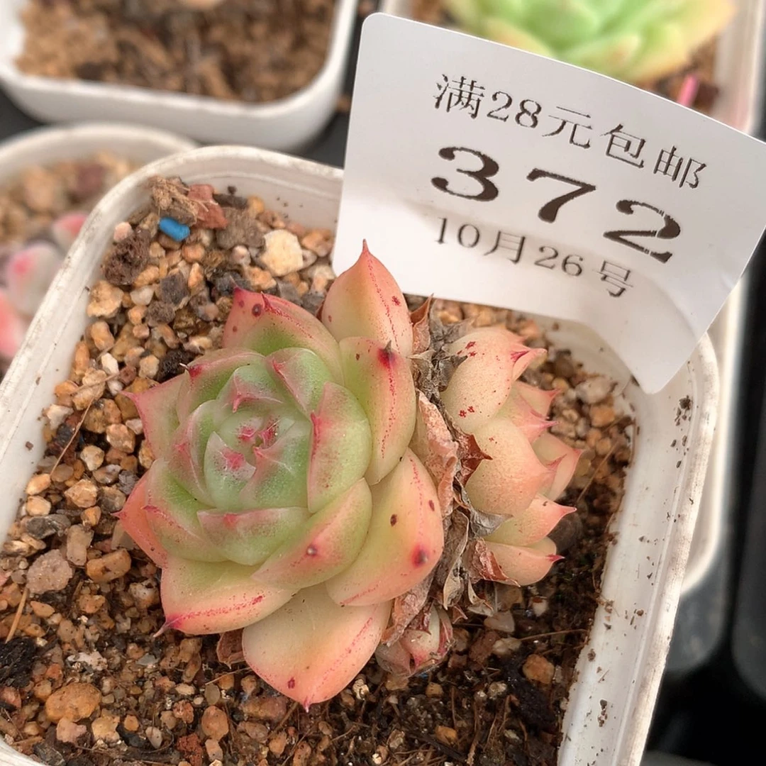 【闪购商品】云372号