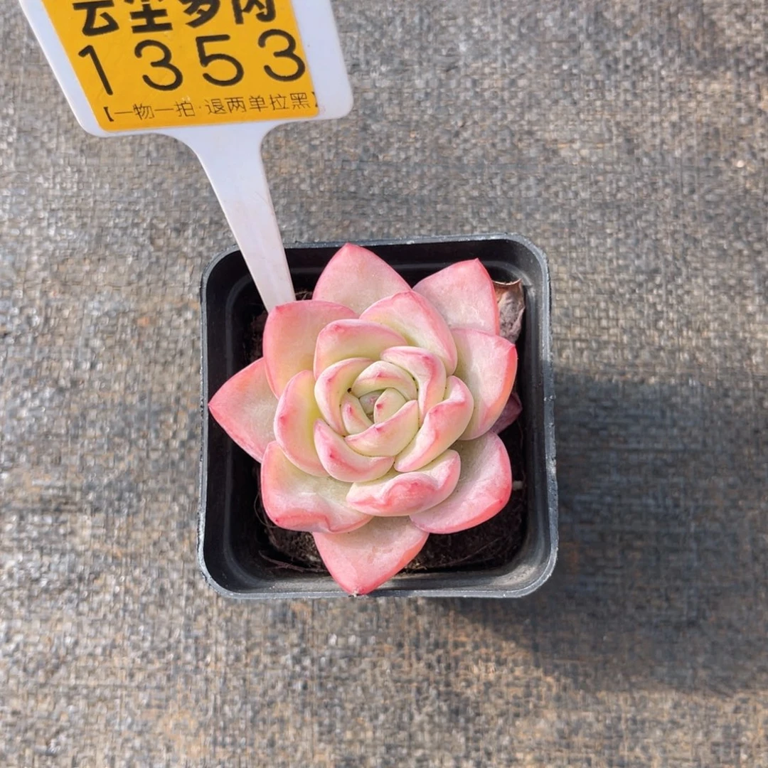 云尘多肉一物一拍1353，