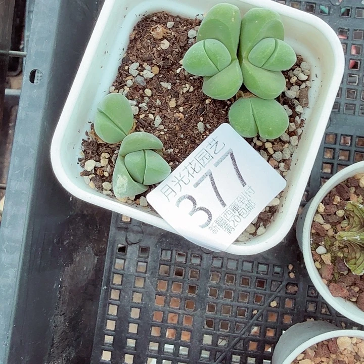 是因为她没有勇气跟他们377