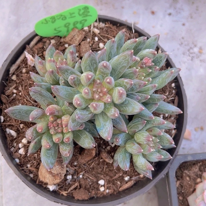 健健康康平平安安