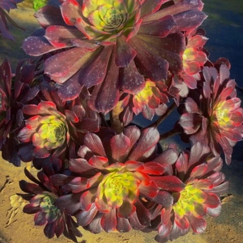 烟花多肉植物一物一拍168多肉