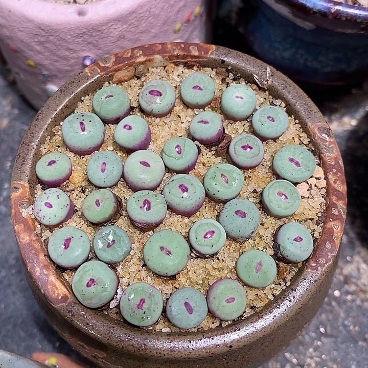 se红嘴一颗。