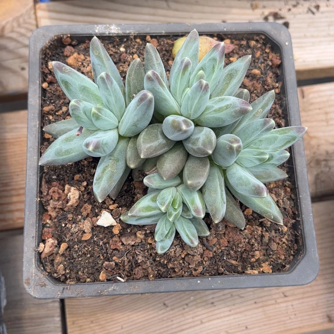 萌**乖多肉植物多肉植物