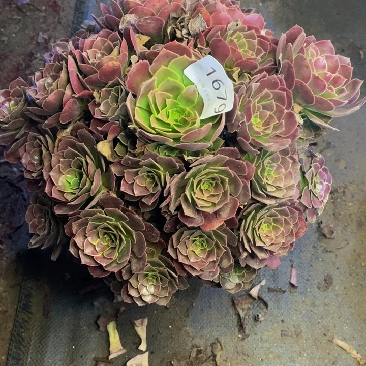 荷兰玫瑰多肉断头不包1679