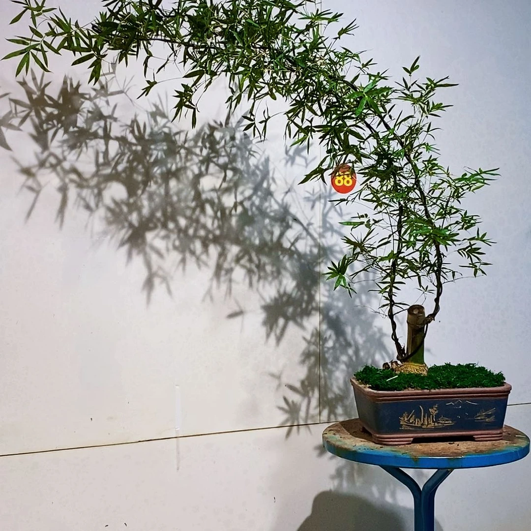 无花朵小叶簕竹一物一拍