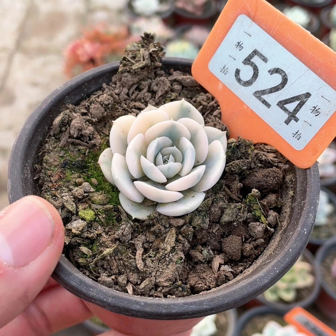 【闪购商品】524号