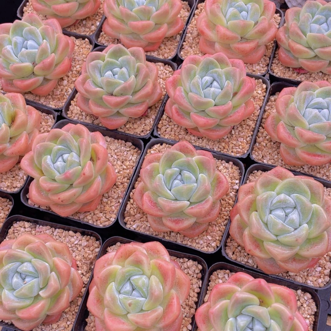 量拍2号 老桩樱花胖冰玉大单头一个