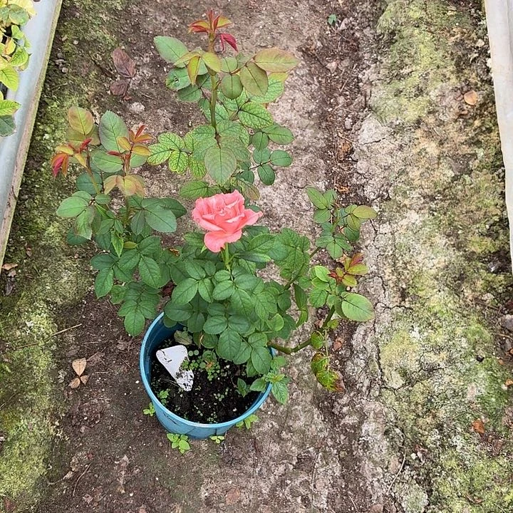 无花朵橙2测品一加